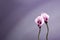 Calla flowers against purple colored background.Empty space for design