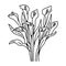 Calla flowers bouquet contour line drawing by hand, vector illustration.