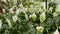 Calla flowers at Ngoc Son Temple