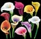 Calla flowers set in different colors