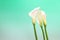 Calla in a green Gradation