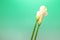 Calla in a green Gradation