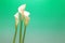 Calla in a green gradation