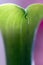 Calla leaf