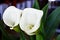Calla Lilies Blooming