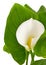 Calla lilies with green leaves