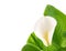 Calla lilies with green leaves