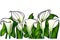 Calla lilies with large green leaves - vector full color picture. Garden flowers - white calla lilies. Gardening