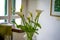 calla lilies in a living room