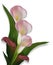 Calla Lilies pink Border