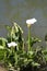 Calla Lilies White Flowers Plant