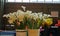 Calla lillies for sale