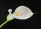 Calla lilly