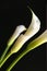 A calla lilly