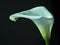 Calla lilly