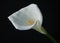 Calla lilly