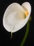 Calla lilly against black background