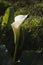 Calla lilly white flower blooming