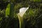 Calla lilly white flower blooming