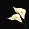 Calla lily