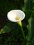 Calla Lily