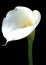 Calla Lily