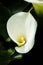 Calla Lily