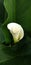 Calla Lily, arum lilies, Zantedeschia,  tend to have waxy white flowers, pure white.leaves are arrow shaped and are a deep green.