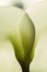 Calla lily extreme close up texture of the plant spathe from outside. Botanical concepts, macro photography shot in studio. Textur