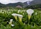 The Calla lily farms view in Taiwan Taipei