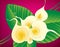 Calla lily floral background