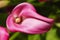 Calla lily flower