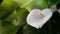 Calla lily flower photos with space for text