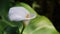 Calla lily flower photos with space for text