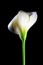 Calla lily flower - vertical shot.