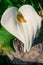 Calla Lily in Full Bloom - vertical
