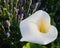 A calla lily grows in a lavender field.