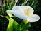 A calla lily grows in a lavender field. Close-up.