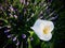 A calla lily grows in a lavender field. Top down view of a calla lily in field.