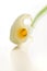 Calla lily, isolated