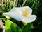 Calla lily among lavender field in the sunshine morning.