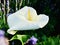 Calla lily among lavender field in the sunshiny morning.