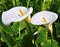 Calla lily shaped like a horseshoe