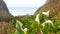 Calla lily valley, Garrapata beach, Big Sur white flower, California ocean coast