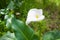 Calla Lily: Western Australia Flowering Weed