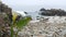 Calla lily white flower, pebble beach, Monterey, California foggy ocean coast.