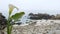 Calla lily white flower, pebble beach, Monterey, California foggy ocean coast.