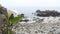 Calla lily white flower, pebble beach, Monterey, California foggy ocean coast.