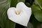 Calla-lily (Zantedeschia aethiopica)