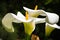 Calla lily Zantedeschia aethiopica flowers